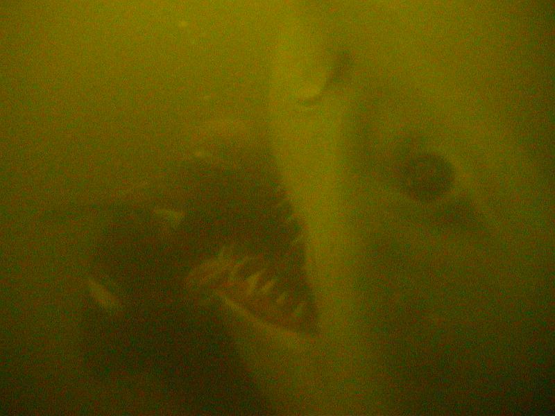 Coll NL 002.JPG